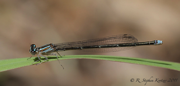 Enallagma exsulans, female